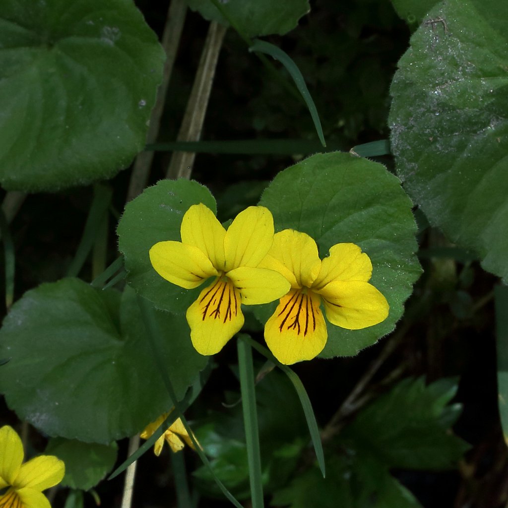 Viola biflora (Two-flowered Violet)
