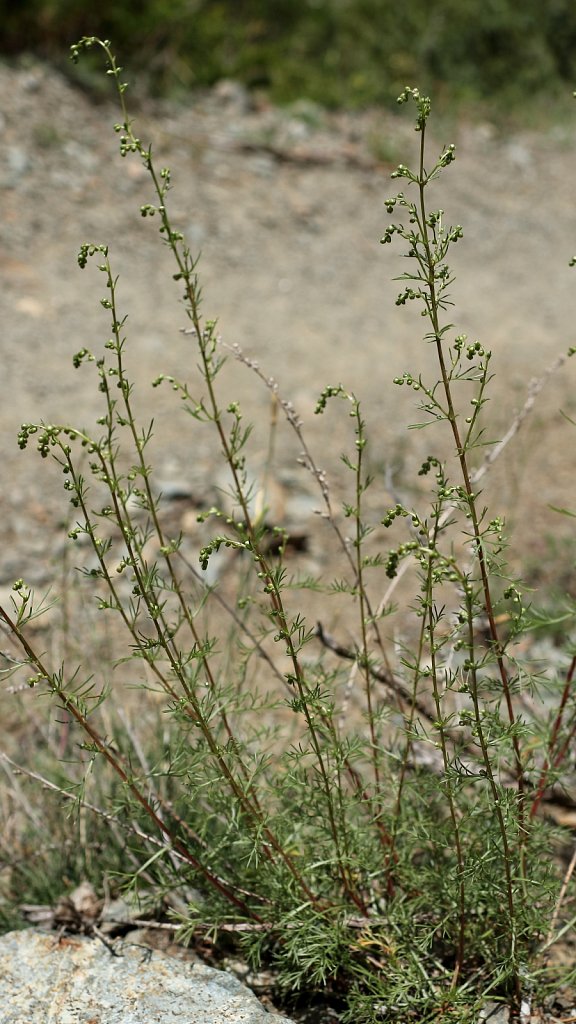 Artemisia campestris  (Field Wormwood)