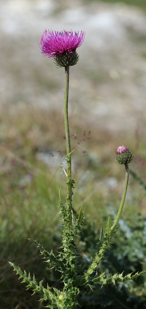 Carduus defloratus ssp tridentinus (Alpine Thistle)