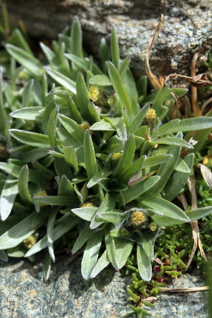 Gnaphalium supinum (Dwarf Cudweed)