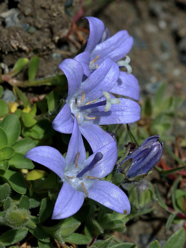 Campanula cenisia (Mount Cenis Bellflower)