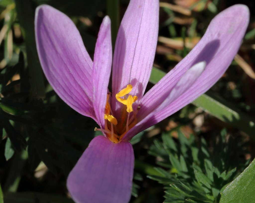 Colchicum alpinum (Alpine Meadow Saffron)