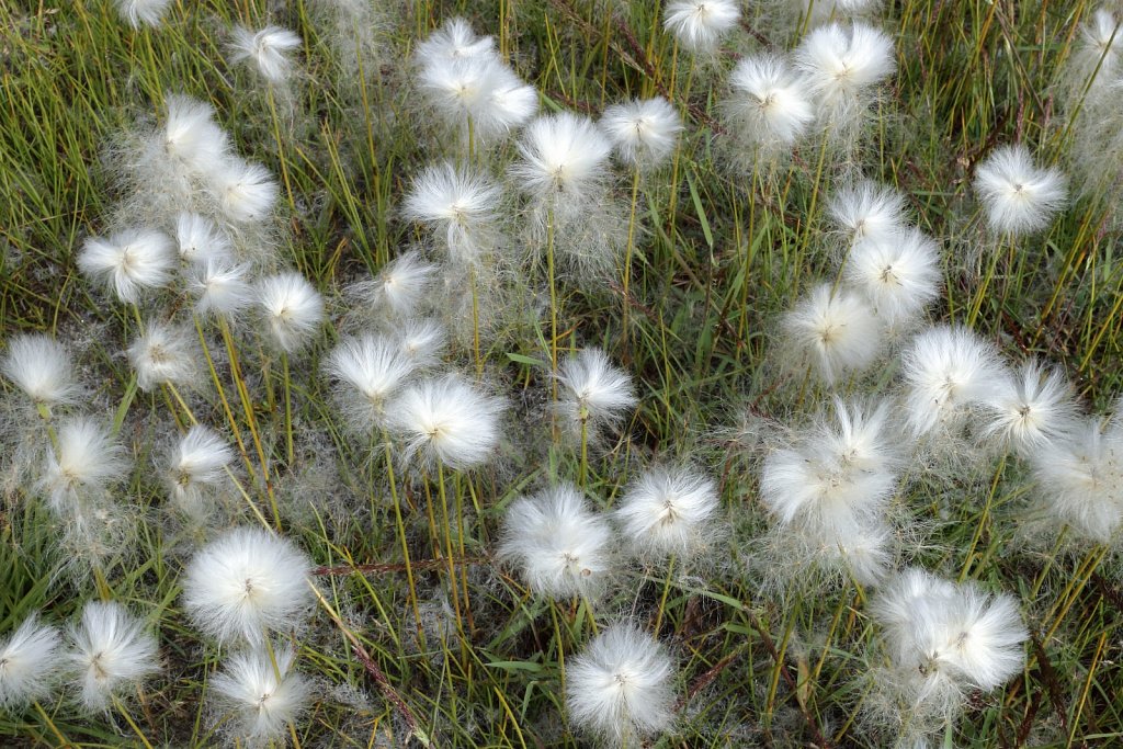 Eriophorum scheuchzeri (Scheuchzer's Cottongrass)