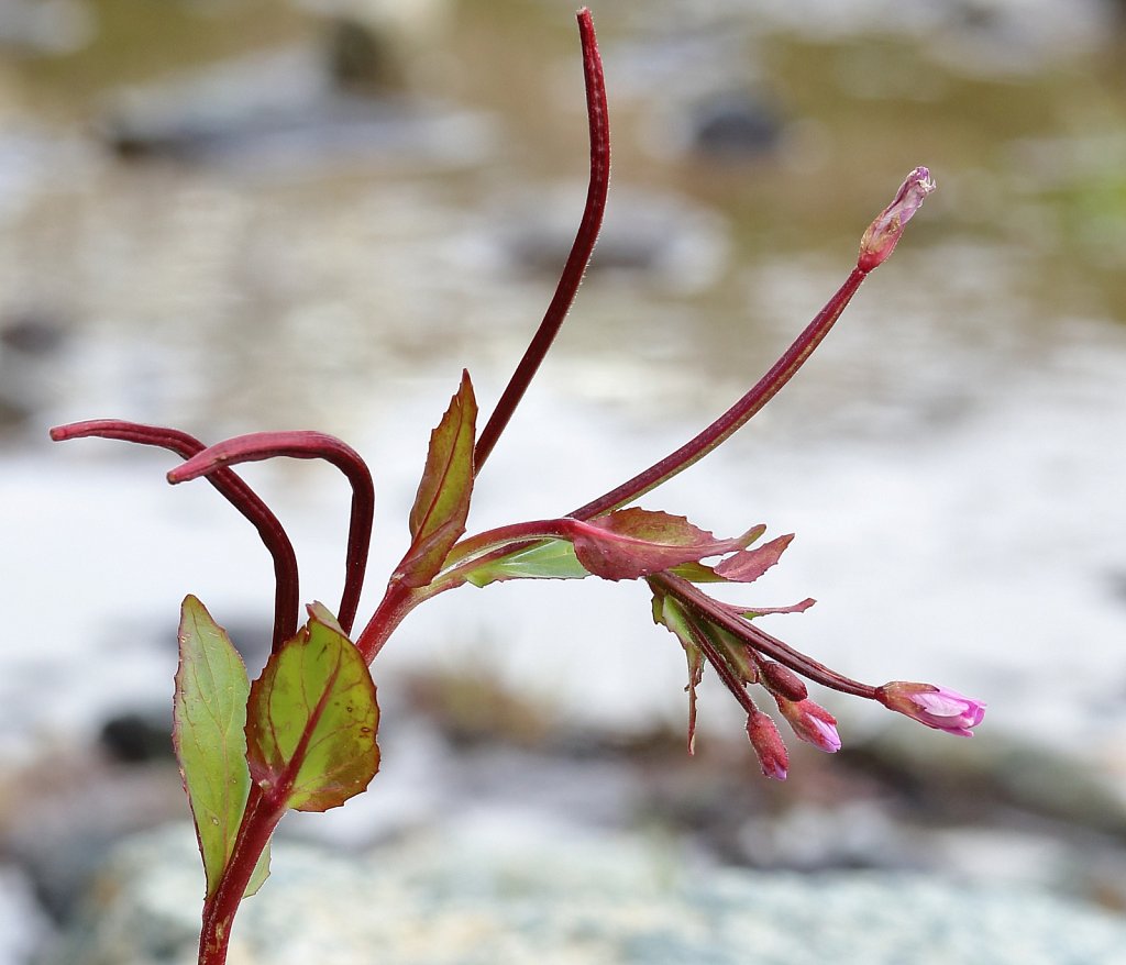 Epilobium alsinifolium (Chickweed Willowherb)