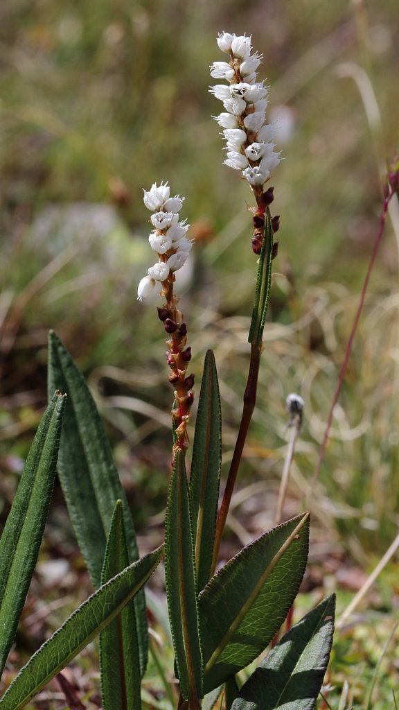 Polygonum viviparum (Alpine Bistort)