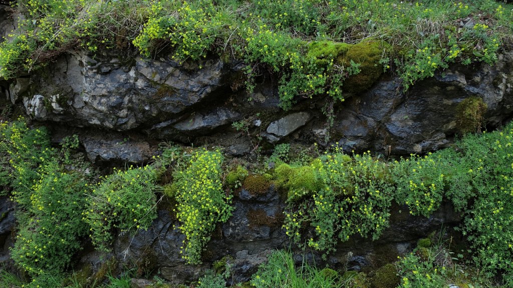 Saxifraga aizoides (Yellow Saxifrage)