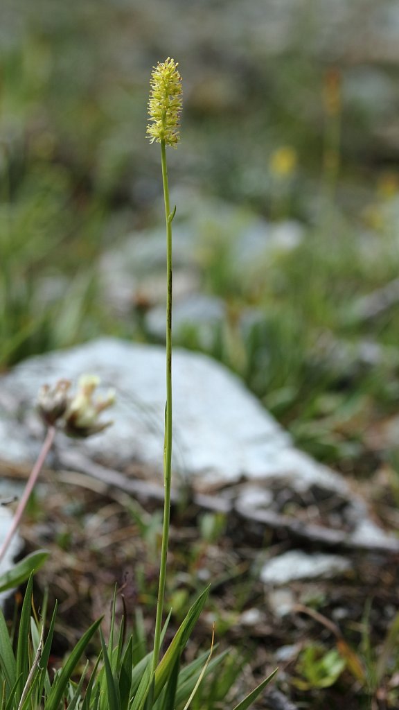 Tolfeldia calyculata (Tolfield's Asphodel)