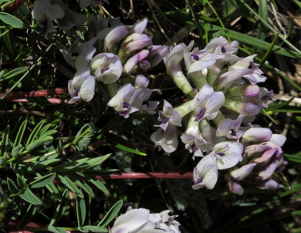 Astragalus australis (Southern Milk-vetch)