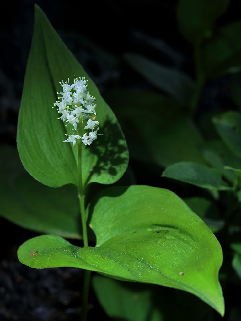 Maianthemum bifolium (May Lily)