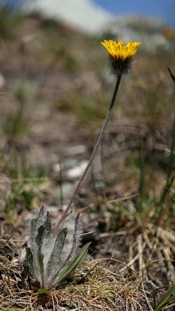 Hieracium piliferum (Hairy Hawkweed)