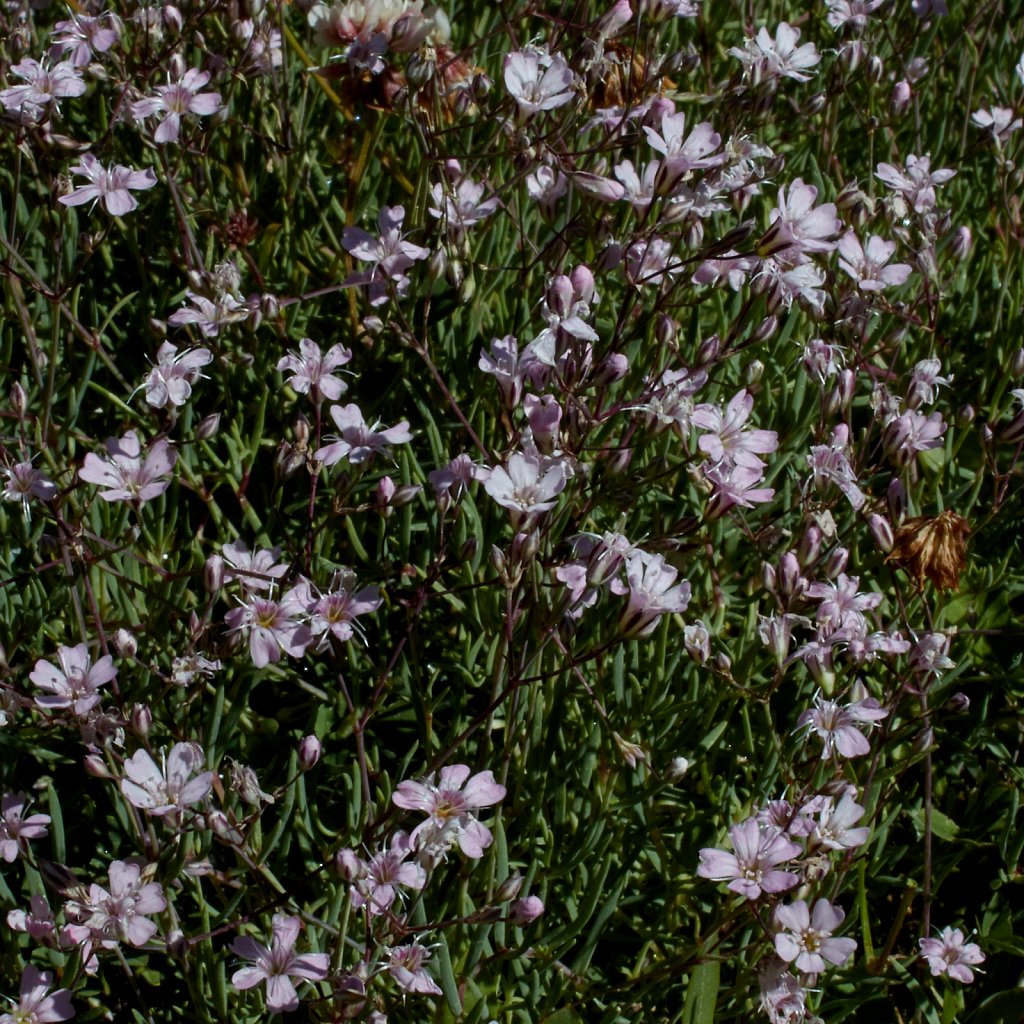 Gypsophila repens (Alpine Gypsophila)