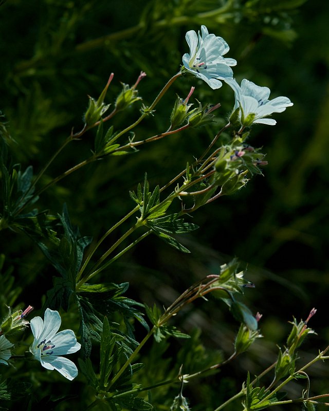 Geraniaceae (Geraniums) - The Alpine Flora of Zermatt, Switzerland
