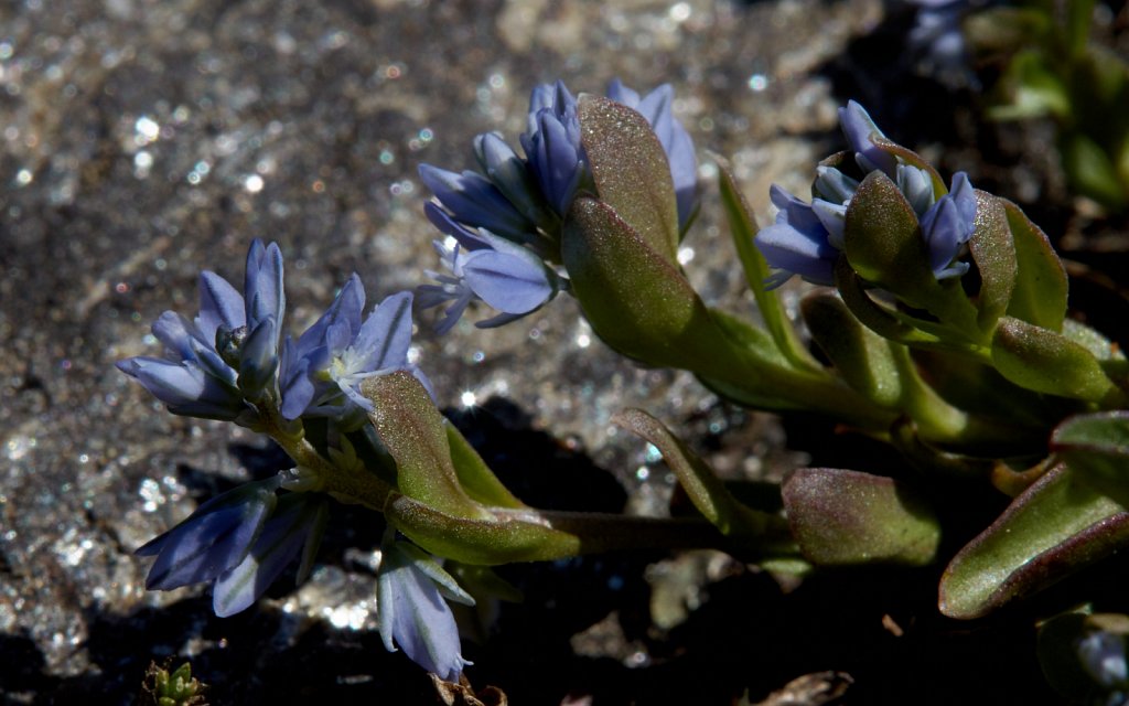 Polygala alpina (Alpine Milkwort)