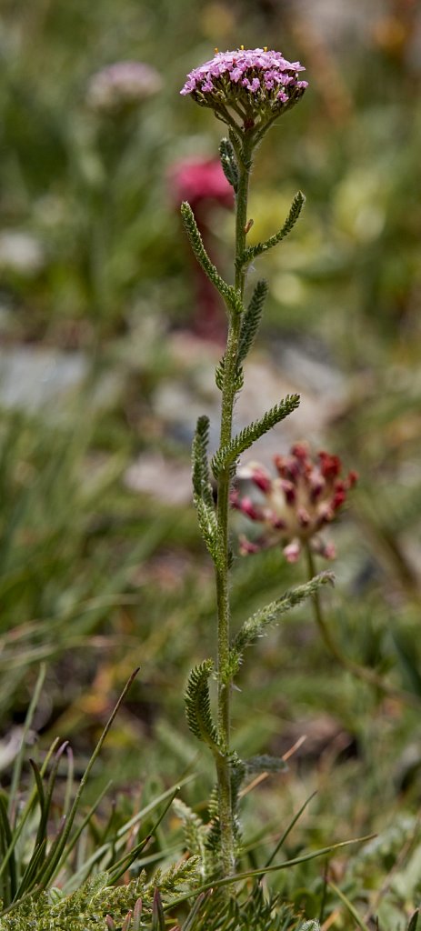 Achillea millefolium agg. (Yarrow) 