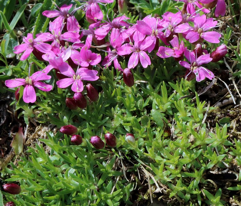 Silene acaulis (Moss Campion) - The Alpine Flora of Zermatt, Switzerland