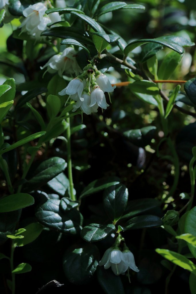Vaccinium vitis-idaea (Cowberry)