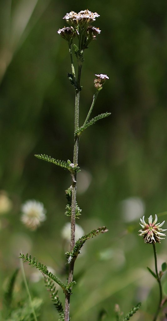 Achillea millefolium agg. (Yarrow) 