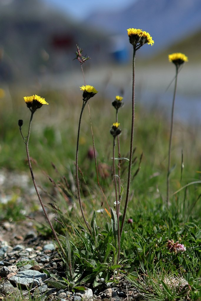 Hieracium angustifolium (Glacial Hawkweed)