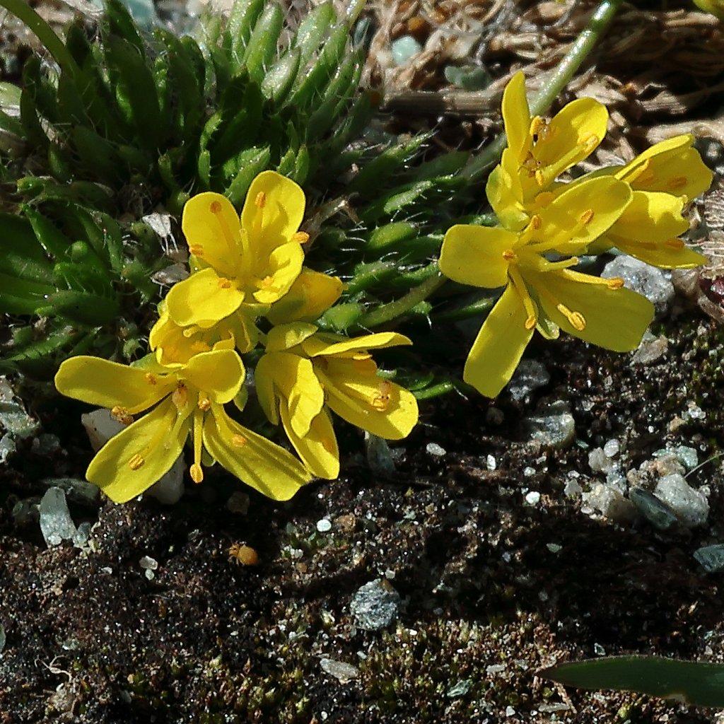 Draba-aizoides-1313MRAW1.JPG