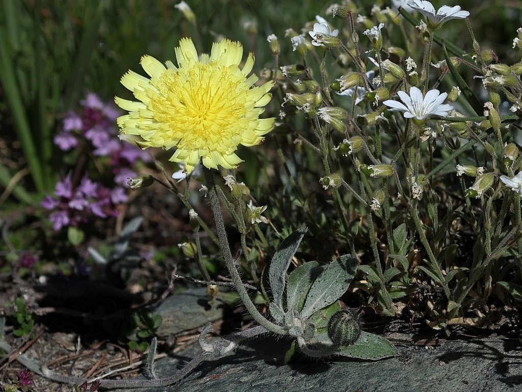 Hieracium pilosella (Mouse-ear Hawkweed)