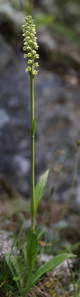 Pseudorchis albida (Small White Orchid)