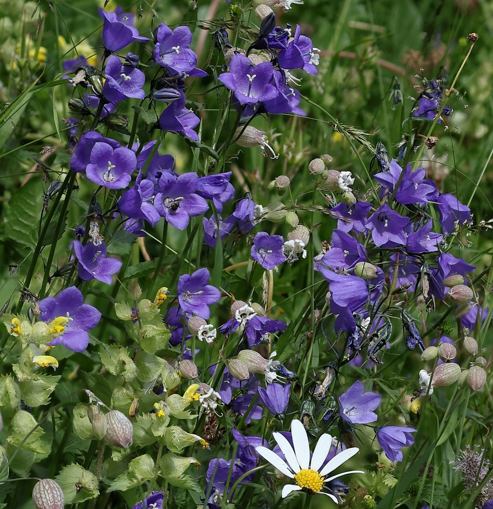 Campanula rhomboidalis (Rhomboid-leaved Bellflower)