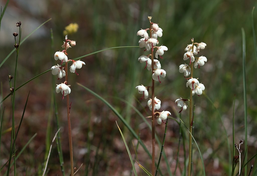 Pyrola rotundifolia (Round-leaved Wintergreen)