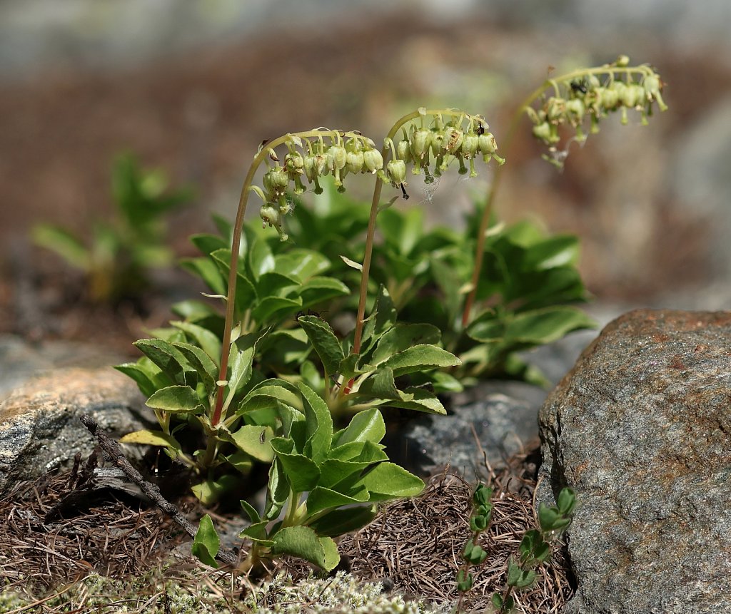 Orthilia secunda (Serrated Wintergreen)