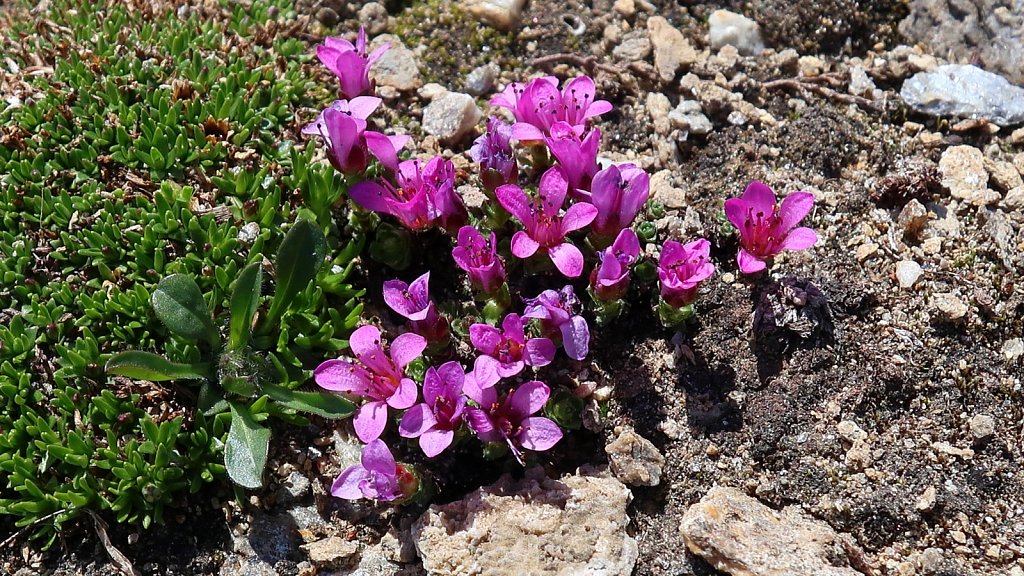 Saxifraga oppositifolia (Purple Saxifrage)