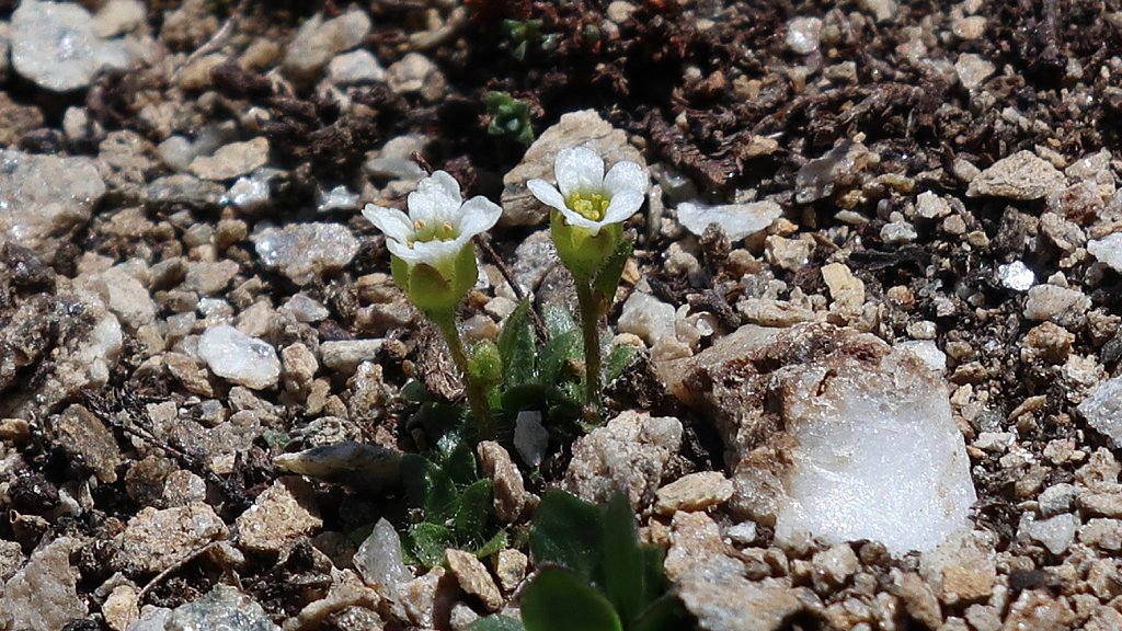 Saxifraga androsacea (Scree Saxifrage)